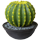 cactus.png