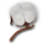 coton-fibre.png