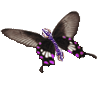 Biblio Abeille_tueuse