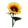 tournesol.png